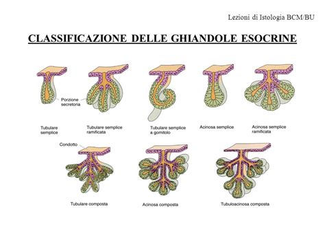 ghiandole skene|Cisti del dotto di Skene